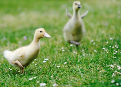 The Ugly Duckling--Yep, it's an adoption story | Laura ...