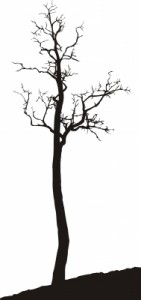 dead tree_Laura Dennis