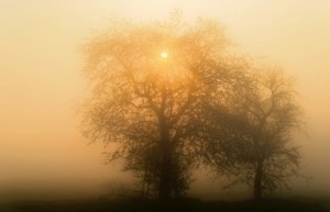 fog_Laura Dennis_emergence